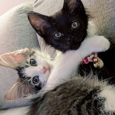 MaineCoon_en_yu's profile picture. 天使達が可愛すぎて衝動的にXとYouTubeを立ち上げました。動画が上がるかは未定(小声)
  メインクーンの兄妹の成長記録📸
✧兄猫：キジ白の縁(えん)くん🐈✨
✧妹猫：黒猫の結(ゆう)ちゃん🐈‍⬛💕
✧誕生日：R7.4.9
✧︎無言フォロー失礼します|ू･ω･` )ｺｿ
✧︎DMは基本的にお返事致しかねます