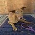small animal rescue shelter (@mashelter22) Twitter profile photo small animal rescue shelter (@mashelter22) Twitter profile photo