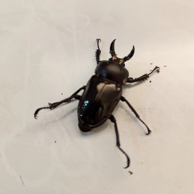 つのとと (@roppy_20250614) / Posts / X