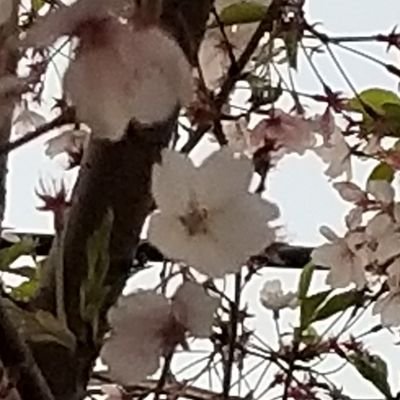 ange_lvoice's profile picture. 気の向くままにしゃべるうるさい男です。
永遠の厨二病で寂しがり屋の一人も好き。
アニメ好きカラオケ好きスポーツやるの好きな漫画家志望and趣味でギャグコメディー小説書いてる男です！無言フォローOK。こっちも無言フォローするかもなので悪しからず。申し訳ないが怪しいと思った人はブロック祭りします。
※夜勤なので神出鬼没