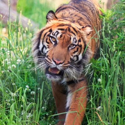 asahi__108's profile picture. ’22~ アオくんに一目惚れ·͜·ᰔᩚ┊推し*アオ🐯だいふく🐨ロン🐆┊ﾏｲﾍﾟｰｽに活動┊📷Canon90D┊無断転載×┊普段は西のﾃｰﾏﾊﾟｰｸで推し活 @usj_asahi87の動物垢┊