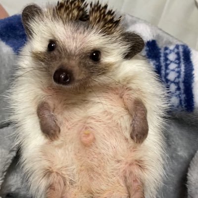 MsIedxGvoc99042's profile picture. ハリネズミが好きです🦔