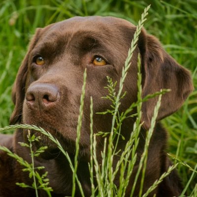 Our names are Cassie and Ritchie. We are a mother and son Labrador team. We like treats, cuddles, snuggles and playing. 🚫DMs please.