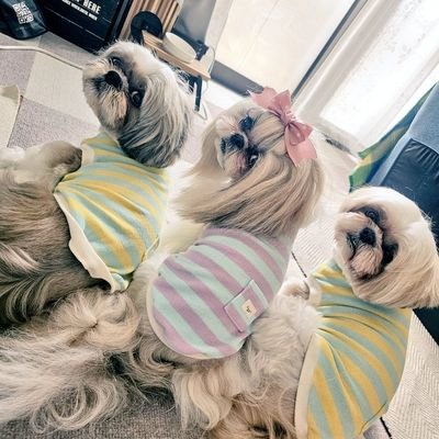 しおまめはなちゃん🐾̑̈‎´(◍•㉦•◍)๑ﾜﾝ! on X: 