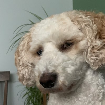I’m an Aussie-doodle and my 2-legged is a retired teacher, long time Oiler fan, and furever dog lover, living on Treaty 6 territory. no DMs