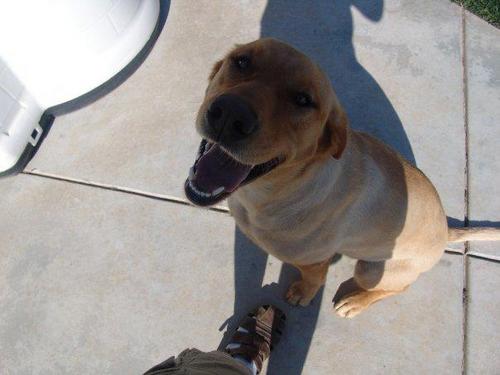 fooberz's profile picture. pharmD, MBA, novice trader, love animals of all species, social liberal, fiscal moderate.  Future goal: buy a large swath of land and create a rescue for dogs