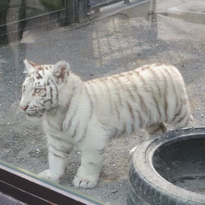 osugitozoo's profile picture. ただの動物好きのおじさんです
動物園にたまに出没します
自由気ままに動物を楽しみたい