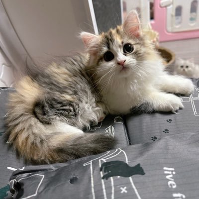 nyans_house15's profile picture. 23にゃんず🐾や我が家で産まれた子猫たちの日常🐾本音呟き🐱🐈‍⬛🐈🐾みんなでワチャワチャ暮らしております🐾