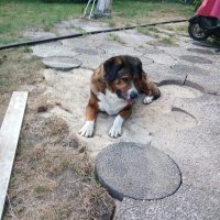 Wagabunda (@dog_monti) 's Twitter Profile Photo Wagabunda (@dog_monti) 's Twitter Profile Photo