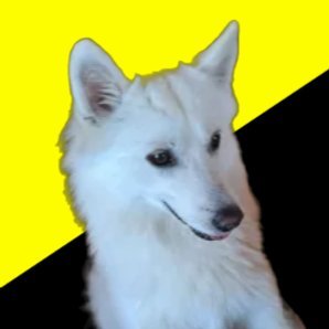 Ancap doggo🏴💛 Profile