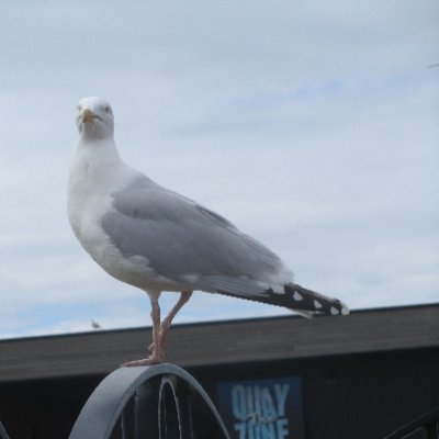 MaryCuthbe41916's profile picture. All language is metaphor