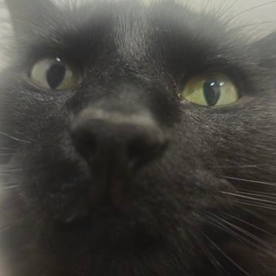 herpaderping's profile picture. No se si es verdad 🤷‍♂️