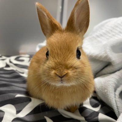 また会えたら嬉しいなって。適度に更新。うさぎは可愛い。うさぎ好きさん無言フォローしてたりします。