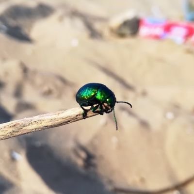 shilo_222PRMR's profile picture. Bro @Fogochain 
  @PremierNinjas
@StorkOracle