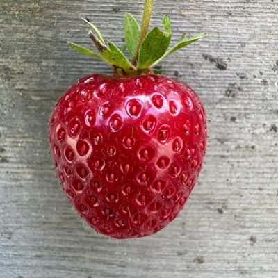 TostadaLoicle's profile picture. 