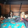 Truckin_Bassets's profile picture. Lilli & Walter, Welcome to the home of the most Traveled Basset Hounds in America. Proud supporter of basset rescue everywhere 🇺🇸RIP HARVEY 1/18/2025