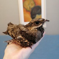 JOLTOBRYH (@joltobryh) 's Twitter Profile