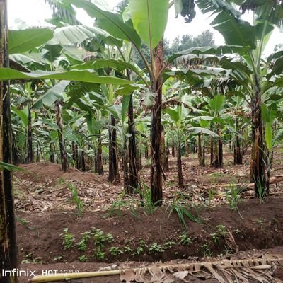 LiberoYouth Uganda empowers youth and farmers through sustainable agriculture, environmental conservation, and skills training to build resilient communities.