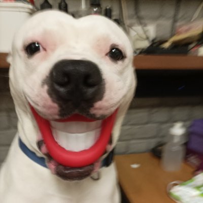 #Animal welfare #crossposter #lostdogs #liverpool #northwest