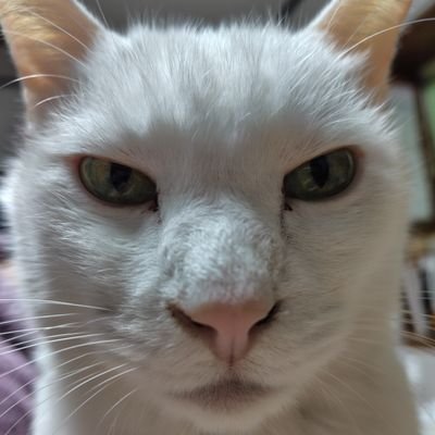 azukidaizukun's profile picture. 保護猫2匹迷い猫2匹。大学4年の長女と生活介護施設で働く知的ありの次女（19）。シンママ歴17年😙お笑い（東京03社員7年目、サンド、さらば、シソンヌ）JUJU、コブクロ♥返り咲きFANKS🥰無言フォロー失礼します🫡左卵巣腫瘍破裂抗がん剤終了