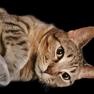 natashasome1's profile picture. Veggie assassin. Texas born and bred
