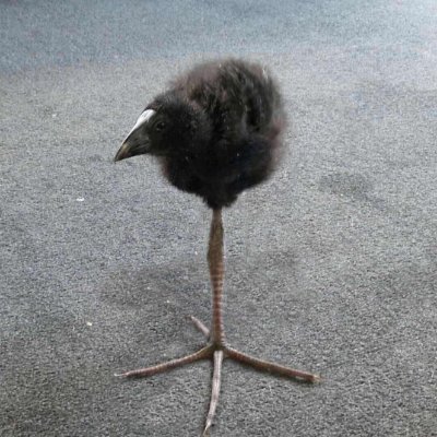 kittykaterina_x's profile picture. 