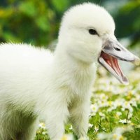 Atypical Duck (@arttforlife) 's Twitter Profile
