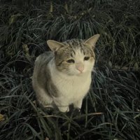 درختِ بی‌فصل (@mahlin_7789) 's Twitter Profile