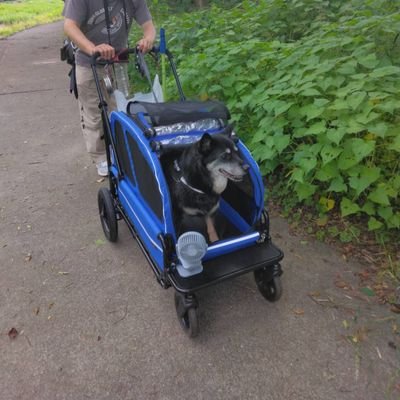 最愛のはっ君🐶(~2025.6.12🌈16才)

はっ君の愛と教えは私の胸の中に生き続け私のチカラとなり導いてくれてます。
いつも一緒💓いつだって一緒💕
はっ君とパパは「同行二人」

天の神様仏様の元に居るはっ君が誇れるパパでいるからね‼️