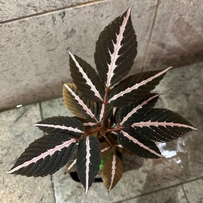 komasanmarumaru's profile picture. 2022.4〜自宅の緑化運動開始。無言フォロー失礼致します。