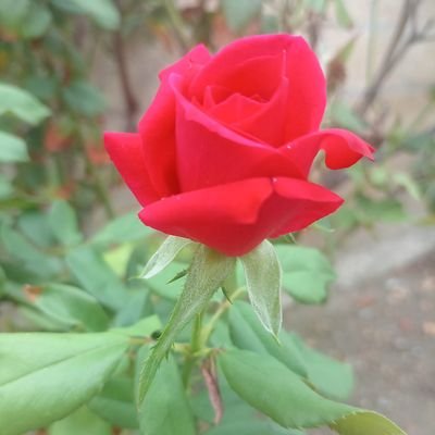 melisa00980's profile picture. 