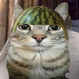 prabirs17027300's profile picture. I like turtles