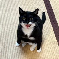 たなか (@urtkt38a) 's Twitter Profile