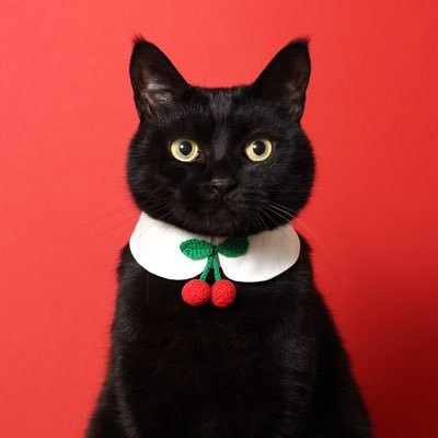 CACAOCAT🐈‍⬛こねこのこねこねクッキー🐾/made in HOKKAIDO/DADACAさんのプロフィール画像