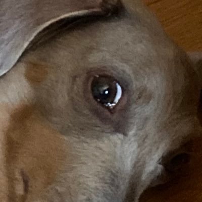 inuoneoneb's profile picture. ヴァンガードします。 基本1人回ししてます。