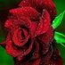 ريماس 🌹 (@00_rimas_00) Twitter profile photo ريماس 🌹 (@00_rimas_00) Twitter profile photo
