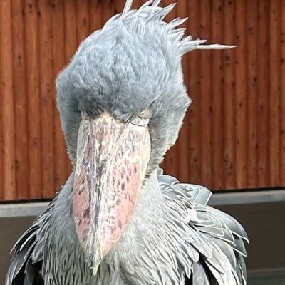 hsgw1515's profile picture. サバゲーアカウントのふりした飯テロアカ