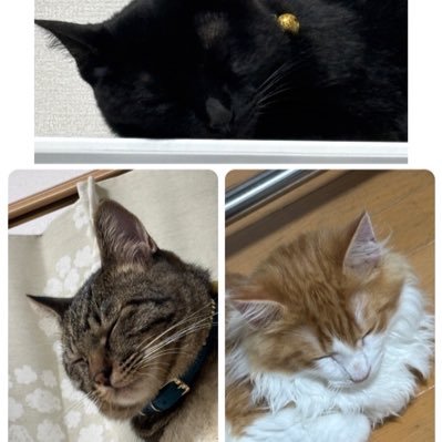 猫様 3匹に全てを捧げる下僕夫婦の日常 #猫 #ネコ #保護猫 #野良猫 #猫好きと繋がりたい 猫好きな下僕は是非フォローしてください この世の中が猫でいっぱいになれば幸せ
