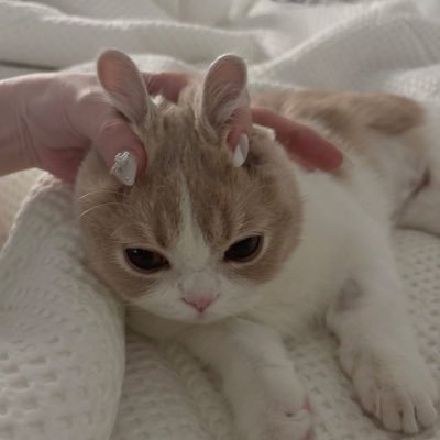 _rin_OwO_'s profile picture. 걔보다 제가 더 맛있어요