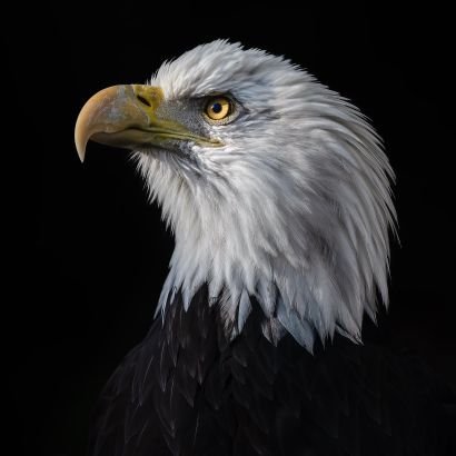 jefferade's profile picture. Divine Teacher 

Kingdom Law, Writer/Orator.  Email : geofade93@gmail.com