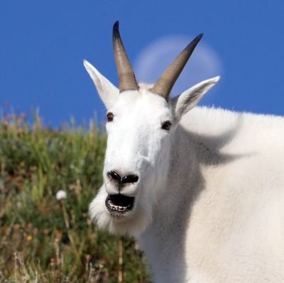 meliendrez's profile picture. cyber professional and mediocre hacker