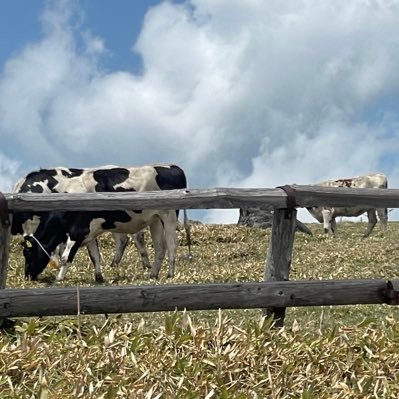 SGaH0mZ0eL12988's profile picture. 