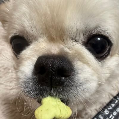 ルーー🚹🐶 (2)46・48グループ・STARTO、平成仮面ライダー等の