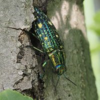 SantaMariaNobella ACQUA カキカキ SantaMariaNobella ACQUA カキカキ様専用