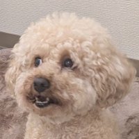 でりへるええもん (@kdojrgrtwn304) 's Twitter Profile Photo でりへるええもん (@kdojrgrtwn304) 's Twitter Profile Photo
