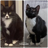 DaisyDoo and Tulip Too🌈 Bella 😿 (@deborahdrinkwa2) 's Twitter Profile Photo DaisyDoo and Tulip Too🌈 Bella 😿 (@deborahdrinkwa2) 's Twitter Profile Photo