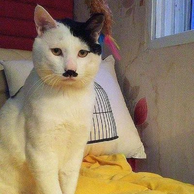 Muhamma22681339's profile picture. 