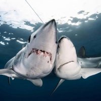 euge en narnia 🦈 (@thebookofthel_) 's Twitter Profile