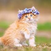 chamsharon1's profile picture. If you build it, they will come.