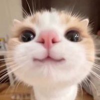 らずぴ (@raz__zzz) 's Twitter Profile